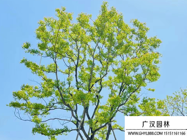烏桕