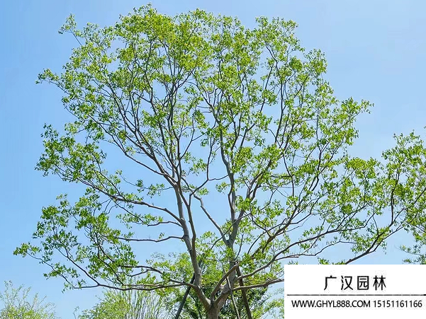 烏桕