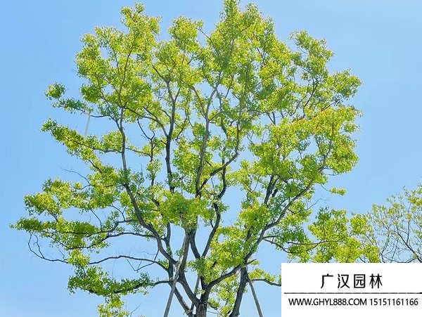 烏桕