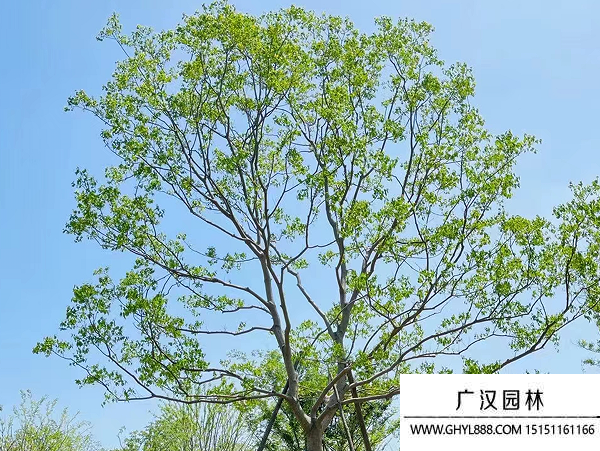 烏桕