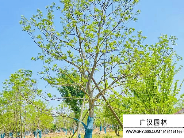烏桕