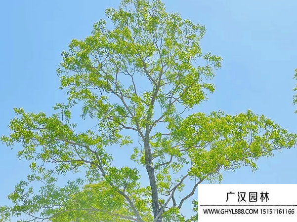 烏桕