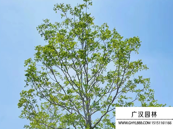 烏桕