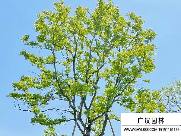 烏桕