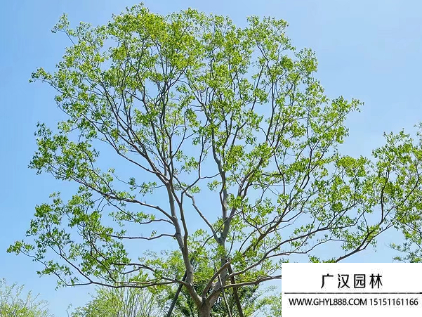 烏桕