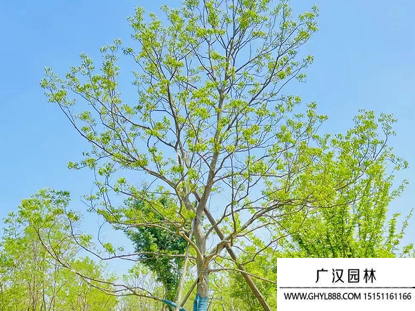 烏桕