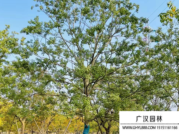 烏桕