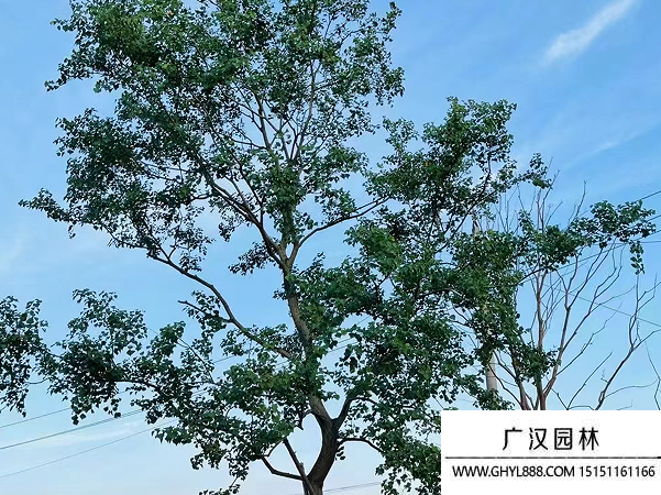 烏桕