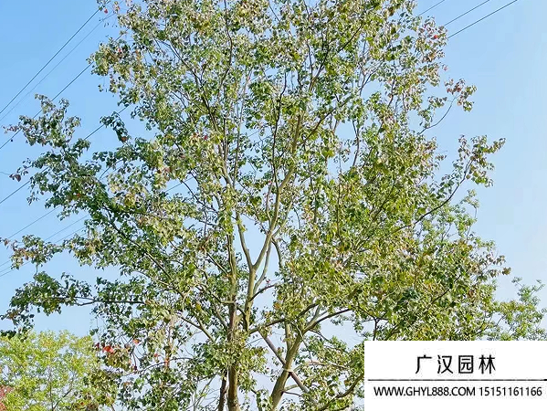 烏桕