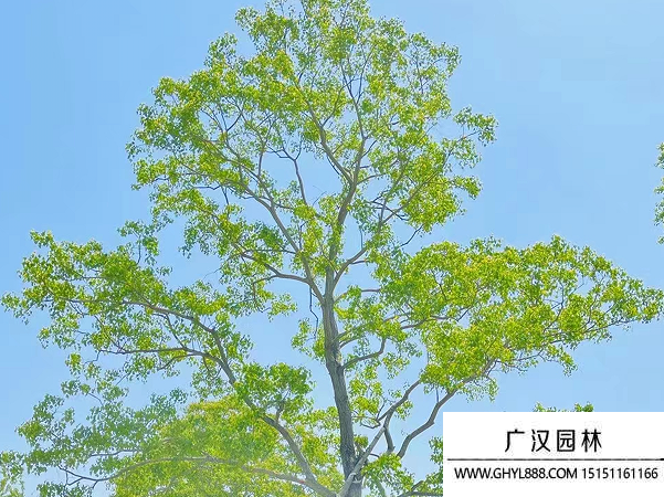 烏桕