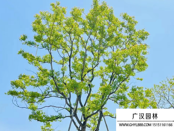 烏桕