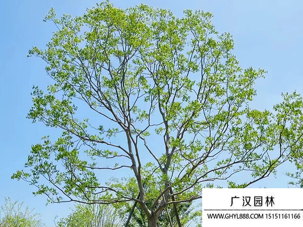 烏桕