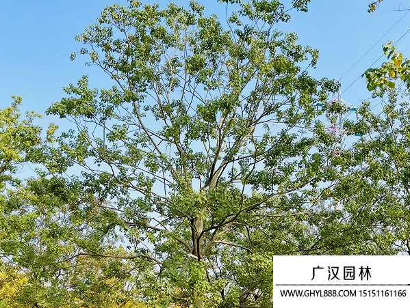 烏桕