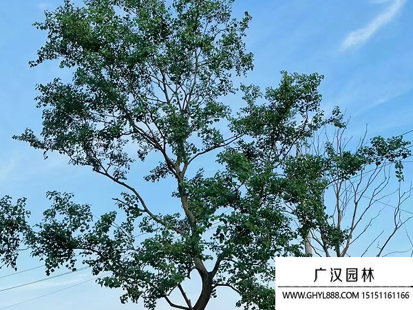 烏桕