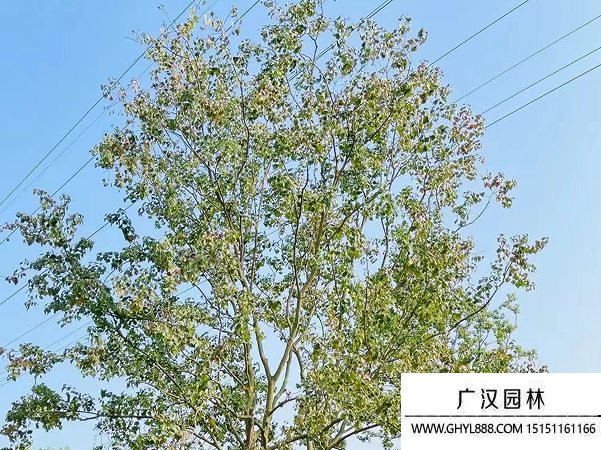 烏桕