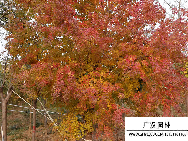 烏桕
