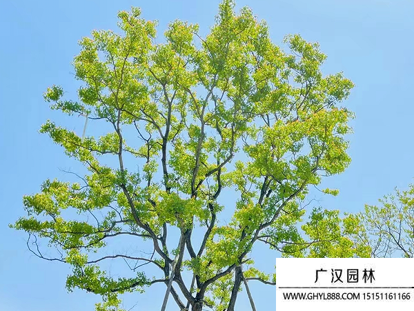 烏桕