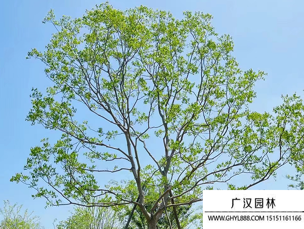 烏桕