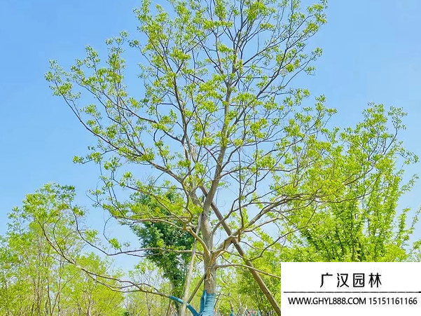 烏桕