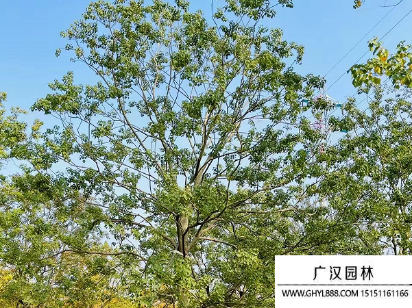 烏桕