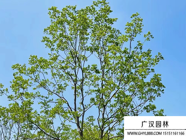 烏桕