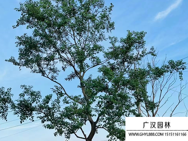 烏桕