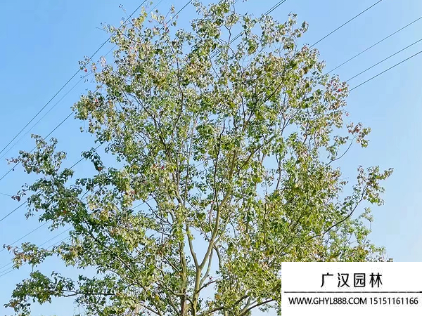 烏桕