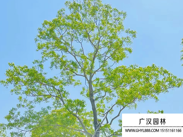 烏桕