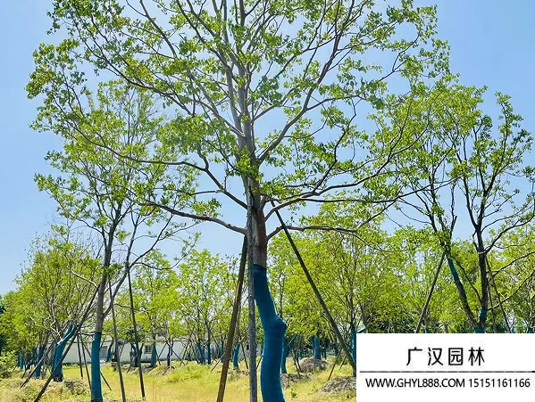 烏桕