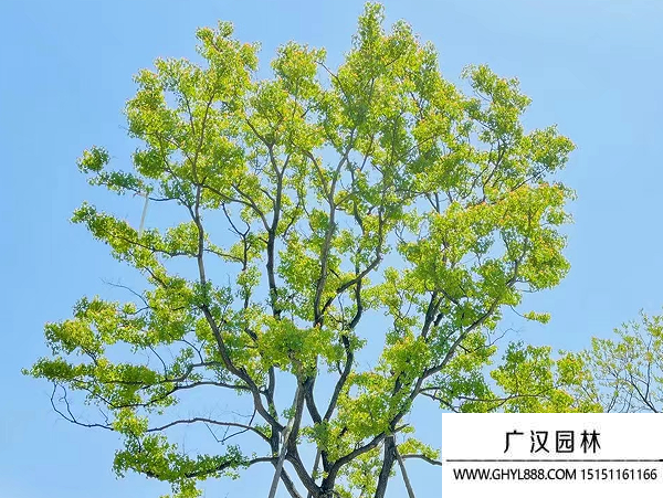 烏桕
