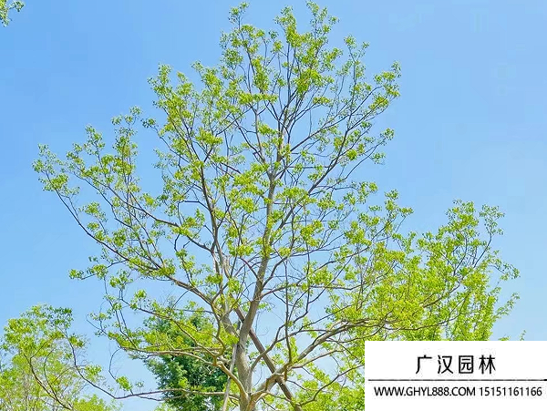 烏桕