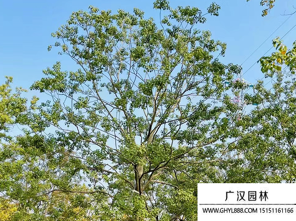 烏桕