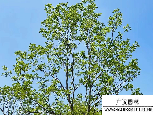 烏桕