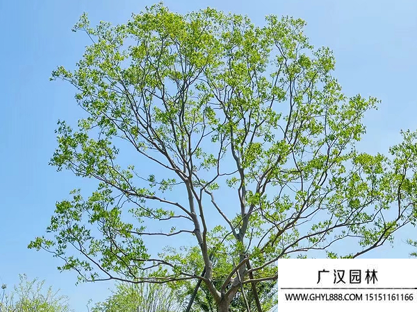 烏桕