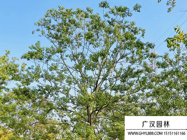 烏桕