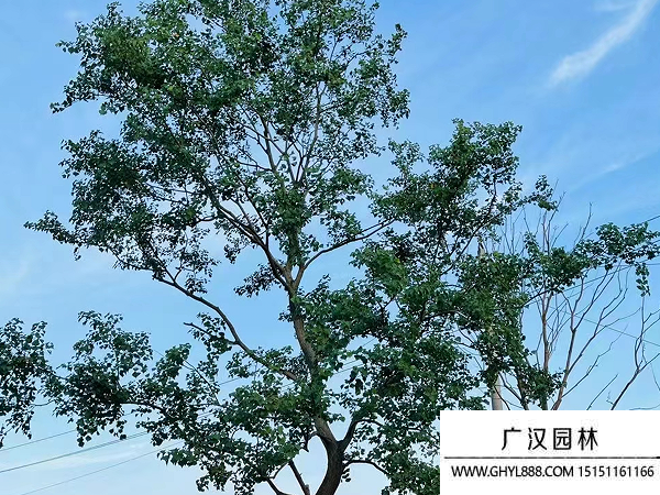 烏桕