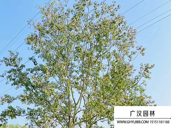 烏桕