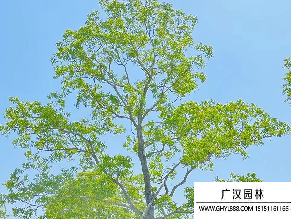 烏桕