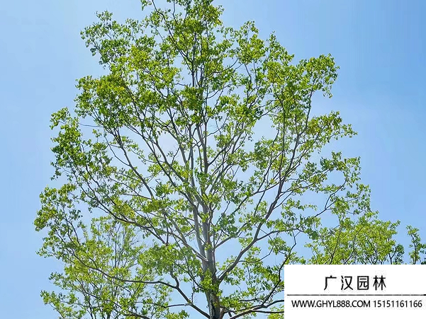 烏桕