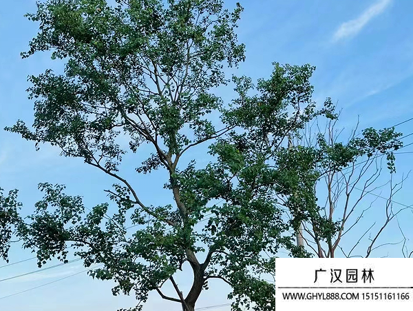 烏桕種子