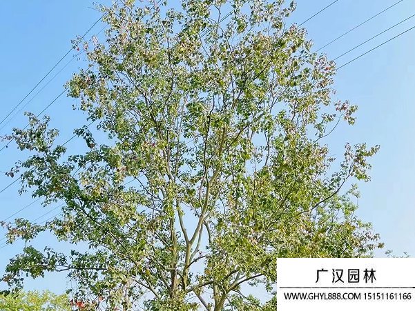烏桕種子