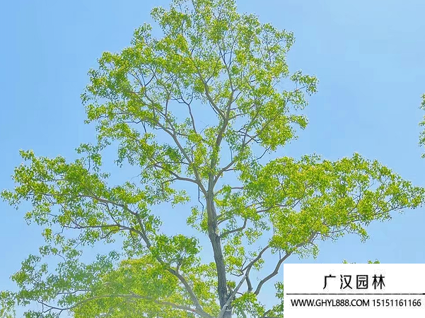 烏桕種子