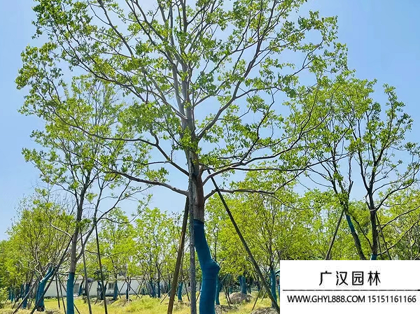 烏桕種子