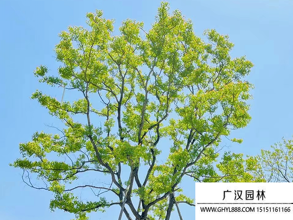 烏桕種子