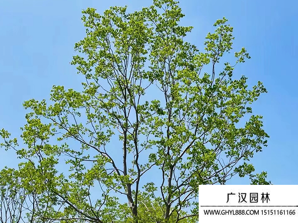 烏桕種子