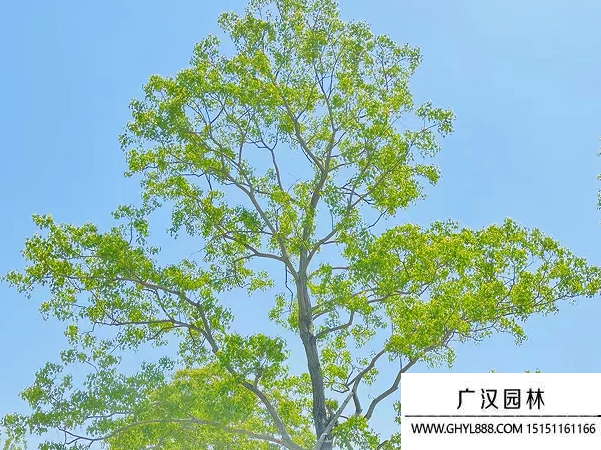 烏桕種子