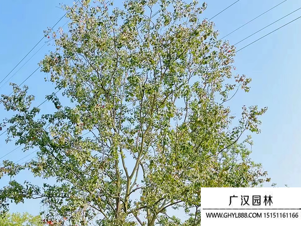 烏桕種子