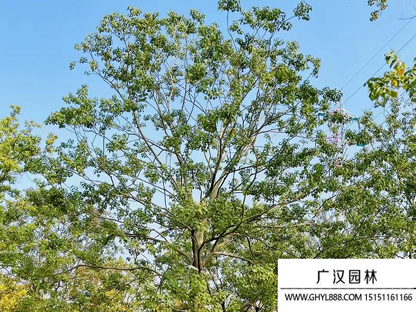 烏桕種子