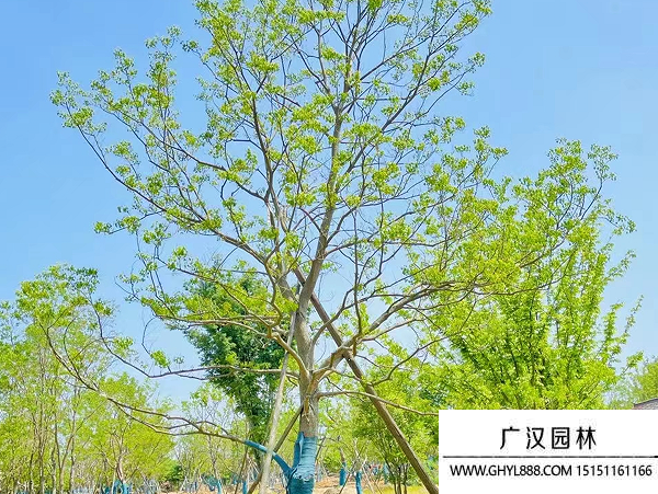 烏桕種子