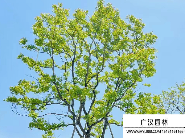 烏桕種子